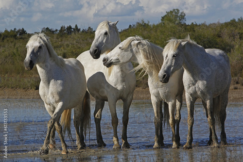 Camargue Horse  Herd in Swamp  Saintes Marie de la Mer in The South of France