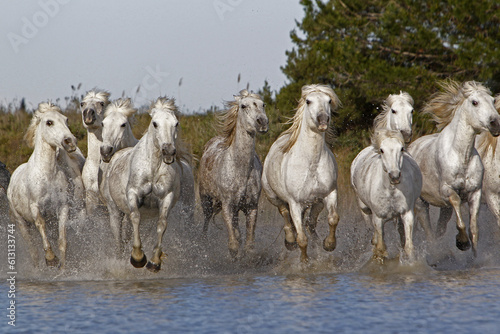 Camargue Horse, Herd Galloping through Swamp, Saintes Marie de la Mer in The South of France