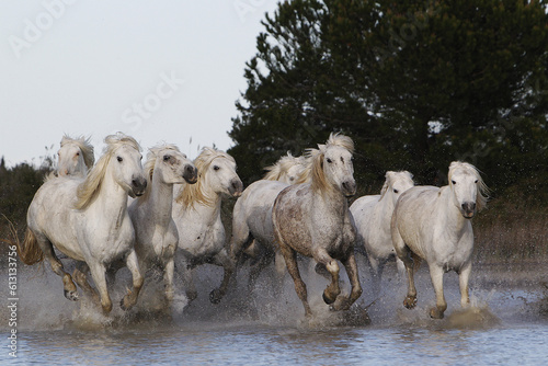 Camargue Horse, Herd Galloping through Swamp, Saintes Marie de la Mer in The South of France