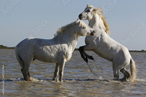 Camargue Horse  Stallions fighting in Swamp  Saintes Marie de la Mer in Camargue  in the South of France