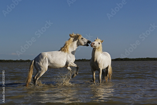 Fototapeta Naklejka Na Ścianę i Meble -  Camargue Horse, Stallions fighting in Swamp, Saintes Marie de la Mer in Camargue, in the South of France