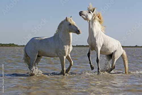 Fototapeta Naklejka Na Ścianę i Meble -  Camargue Horse, Stallions fighting in Swamp, Saintes Marie de la Mer in Camargue, in the South of France