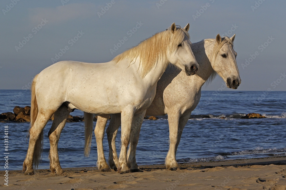 Camargue Horses on the Beach, Saintes Marie de la Mer in Camargue, in the South of France Camargue Horses on the Beach, Saintes Marie de la Mer in Camargue, in the South of France
