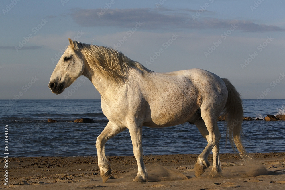Camargue Horse on the Beach, Saintes Marie de la Mer in Camargue, in the South of France Camargue Horse on the Beach, Saintes Marie de la Mer in Camargue, in the South of France