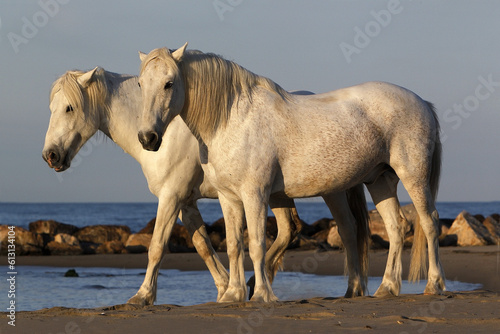 Camargue Horses on the Beach  Saintes Marie de la Mer in Camargue  in the South of France