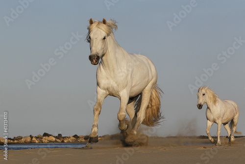 Camargue Horse  Galloping on the Beach  Saintes Marie de la Mer in Camargue  in the South of France