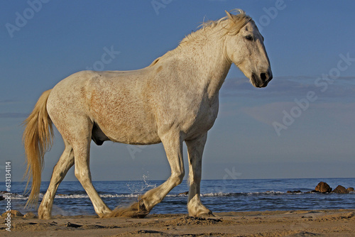 Camargue Horse on the Beach  Saintes Marie de la Mer in Camargue  in the South of France