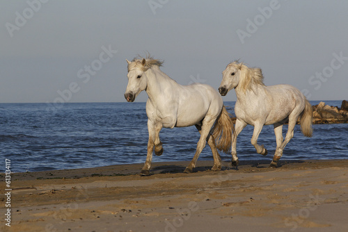 Fototapeta Naklejka Na Ścianę i Meble -  Camargue Horse, Galloping on the Beach, Saintes Marie de la Mer in Camargue, in the South of France