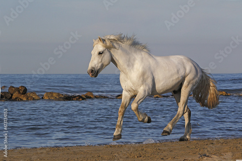 Camargue Horse  Galloping on the Beach  Saintes Marie de la Mer in Camargue  in the South of France