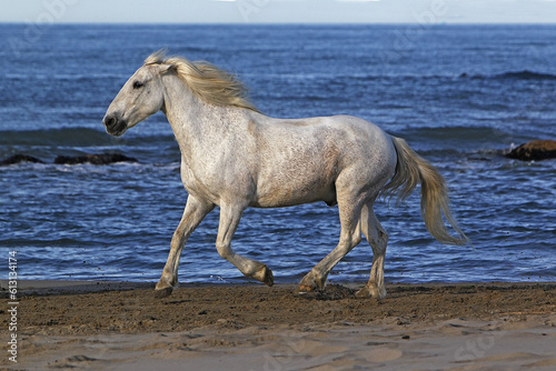 Camargue Horse, Trotting on the Beach, Saintes Marie de la Mer in Camargue, in the South of France