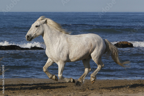 Camargue Horse, Galloping on the Beach, Saintes Marie de la Mer in Camargue, in the South of France