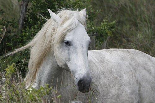 Camargue Horse, Adult eating Grass, Saintes Marie de la Mer in The South of France