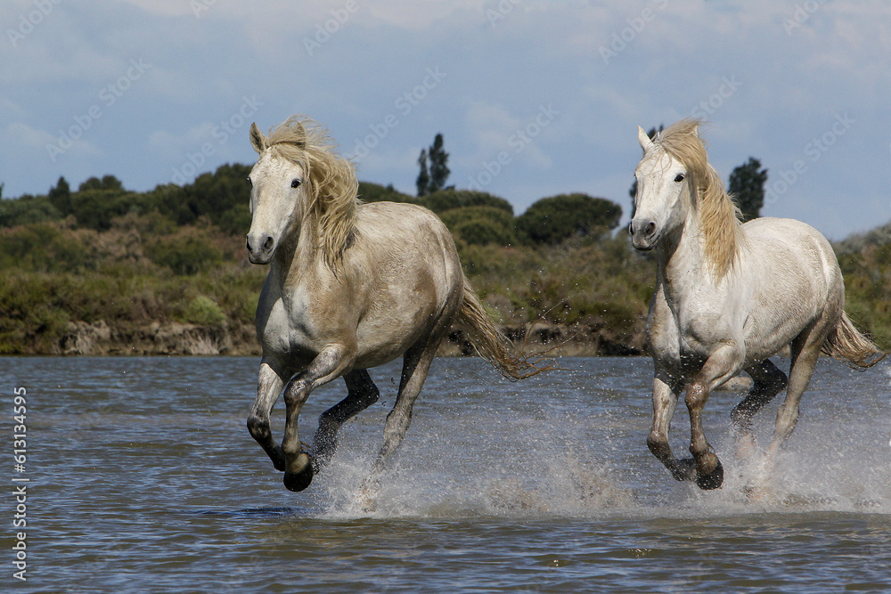 Camargue Horse, Pair Galloping through Swamp, Saintes Marie de la Mer in The South of France Camargue Horse, Pair Galloping through Swamp, Saintes Marie de la Mer in The South of France