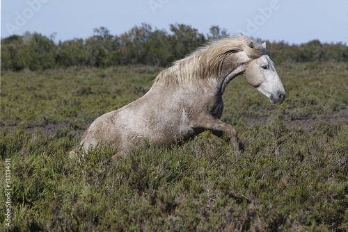 Camargue Horse  Adult Rolling on its Back  Saintes Marie de la Mer in The South of France