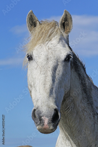 Camargue Horse, Portrait of Adult, Saintes Marie de la Mer in The South of France
