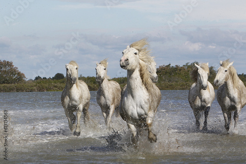 Camargue Horse  Herd Galloping through Swamp  Saintes Marie de la Mer in The South of France
