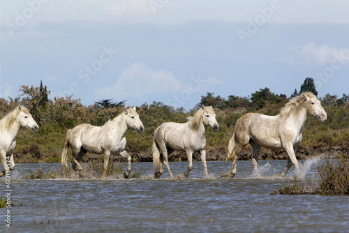 Fototapeta Naklejka Na Ścianę i Meble -  Camargue Horse, Group in Swamp, Saintes Marie de la Mer in The South of France