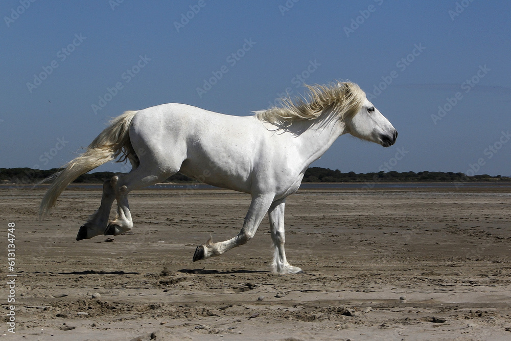 Camargue Horse, Stallion Galloping on the Beach, Saintes Marie de la Mer in Camargue, in the South of France Camargue Horse, Stallion Galloping on the Beach, Saintes Marie de la Mer in Camargue, in the South of France