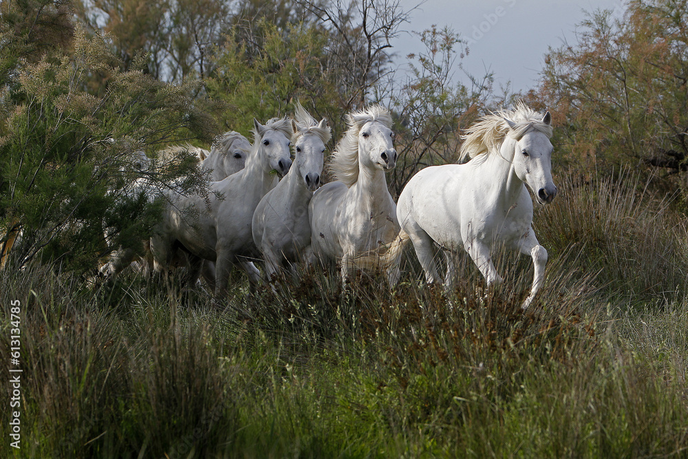 Camargue Horse, Herd, Saintes Marie de la Mer in The South of France Camargue Horse, Herd, Saintes Marie de la Mer in The South of France