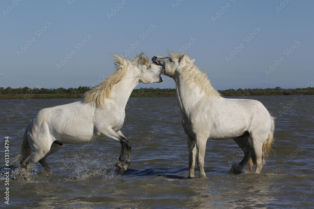 Camargue Horse, Stallions fighting in Swamp, Saintes Marie de la Mer in Camargue, in the South of France Camargue Horse, Stallions fighting in Swamp, Saintes Marie de la Mer in Camargue, in the South of France