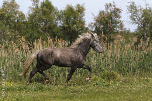 Camargue Horse, Trotting through Meadow, Saintes Marie de la Mer in The South of France © slowmotiongli
