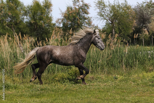 Camargue Horse, trotting through Meadow, Saintes Marie de la Mer in The South of France