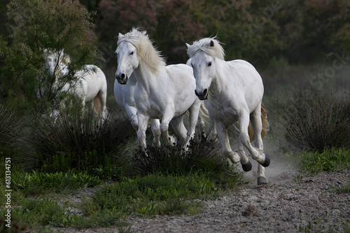 Fototapeta Naklejka Na Ścianę i Meble -  Camargue Horse, Herd Galloping, Saintes Marie de la Mer in The South of France