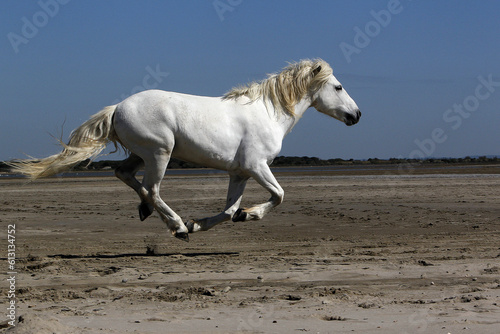 Camargue Horse, Stallion Galloping on the Beach, Saintes Marie de la Mer in Camargue, in the South of France