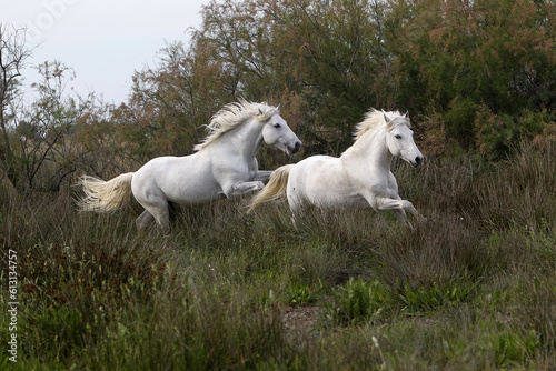 Camargue Horse, Pair Galloping, Saintes Marie de la Mer in The South of France