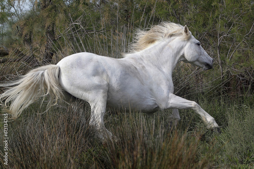 Camargue Horse, Adult Galloping, Saintes Marie de la Mer in The South of France