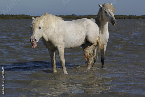 Fototapeta Naklejka Na Ścianę i Meble -  Camargue Horse, Standing in Swamp, Saintes Marie de la Mer in The South of France