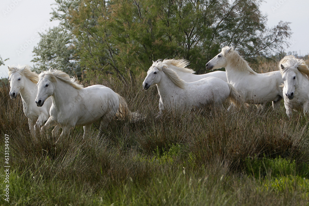 Camargue Horse, Herd, Saintes Marie de la Mer in The South of France Camargue Horse, Herd, Saintes Marie de la Mer in The South of France
