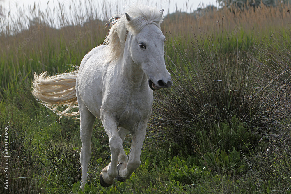 Camargue Horse, Adult Galloping, Saintes Marie de la Mer in The South of France Camargue Horse, Adult Galloping, Saintes Marie de la Mer in The South of France