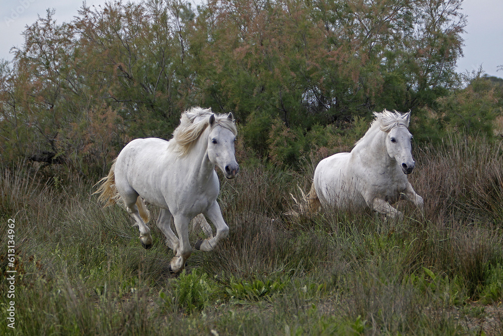 Camargue Horse, Pair Galloping, Saintes Marie de la Mer in The South of France Camargue Horse, Pair Galloping, Saintes Marie de la Mer in The South of France