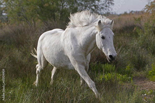 Camargue Horse  Saintes Marie de la Mer in The South of France