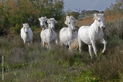 Fototapeta Naklejka Na Ścianę i Meble -  Camargue Horse, Herd, Saintes Marie de la Mer in The South of France