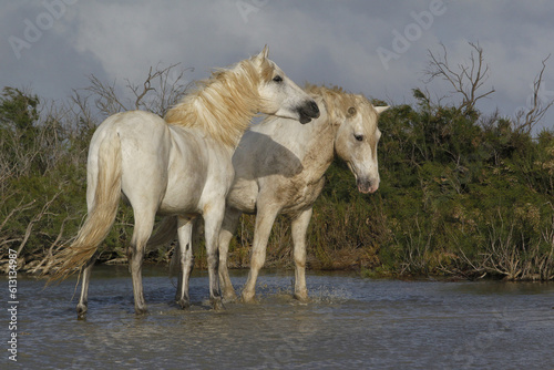 Camargue Horse, Standing in Swamp, Saintes Marie de la Mer in The South of France © slowmotiongli