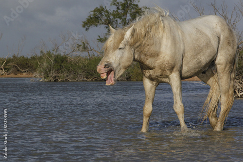 Camargue Horse  Standing in Swamp  Yawning  Saintes Marie de la Mer in The South of France