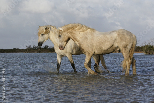 Fototapeta Naklejka Na Ścianę i Meble -  Camargue Horse, Standing in Swamp, Saintes Marie de la Mer in The South of France