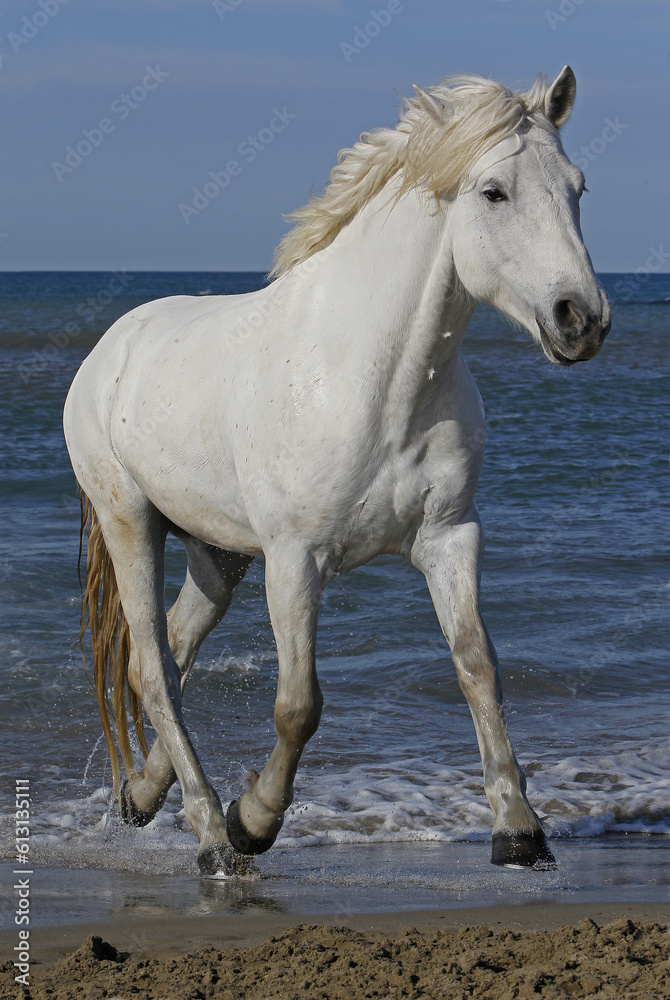 Camargue Horse Trotting on the Beach, Saintes Marie de la Mer in Camargue, in the South of France Camargue Horse Trotting on the Beach, Saintes Marie de la Mer in Camargue, in the South of France