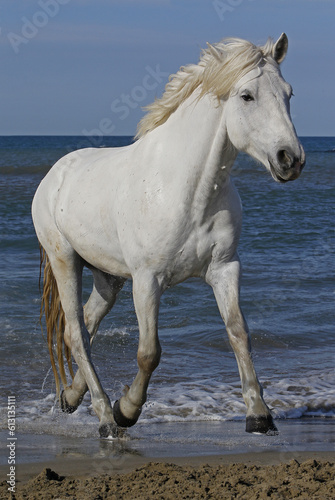 Camargue Horse Trotting on the Beach  Saintes Marie de la Mer in Camargue  in the South of France