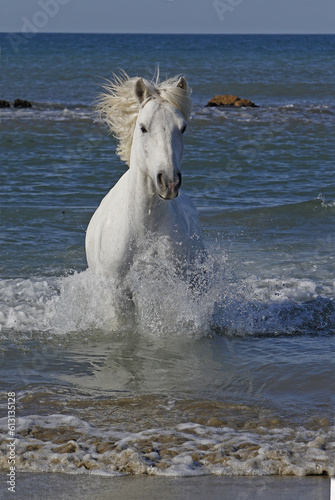 Camargue Horse Galloping in the Sea, Saintes Marie de la Mer in Camargue, in the South of France