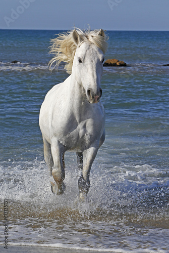 Camargue Horse Galloping in the Sea, Saintes Marie de la Mer in Camargue, in the South of France