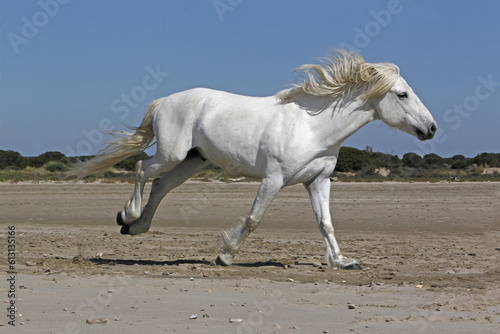 Camargue Horse  Stallion Galloping on the Beach  Saintes Marie de la Mer in Camargue  in the South of France