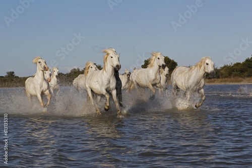 Fototapeta Naklejka Na Ścianę i Meble -  Camargue Horse, Herd Galloping through Swamp, Saintes Marie de la Mer in The South of France