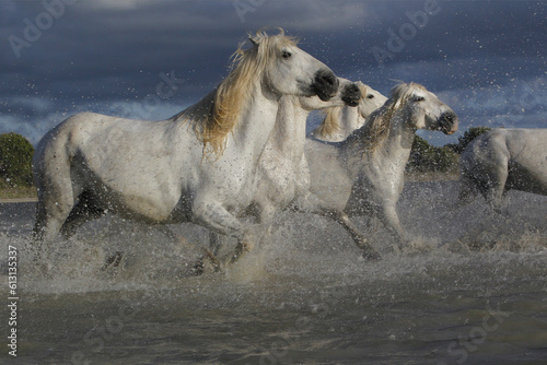Camargue Horse  Group Galloping through Swamp  Saintes Marie de la Mer in The South of France