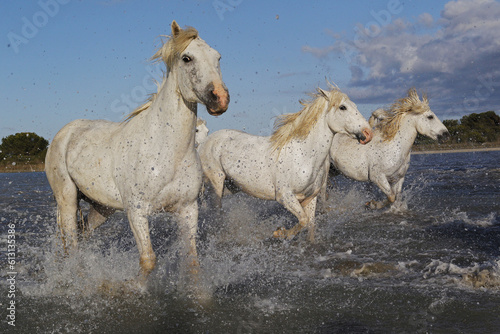 Fototapeta Naklejka Na Ścianę i Meble -  Camargue Horse, Group Galloping through Swamp, Saintes Marie de la Mer in The South of France
