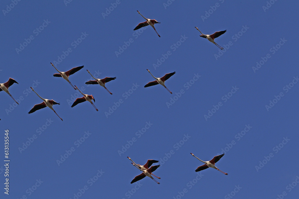 Greater Flamingo, phoenicopterus ruber roseus, Group in Flight, Camargue in the South East of France