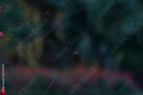Mystical Beauty: Close-Up of Spider Web on Dark Background