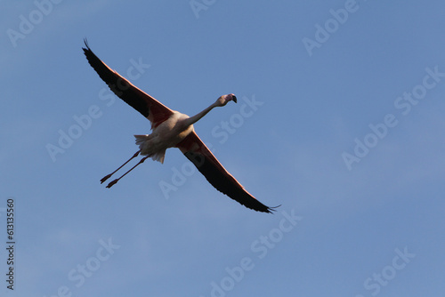Greater Flamingo  phoenicopterus ruber roseus  Adult in Flight  Camargue in the South East of France